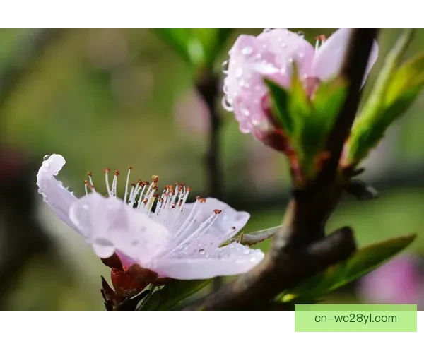 桃花再绽梦圆冰雪之巅荣耀时刻